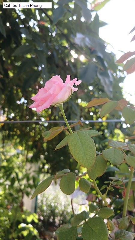 Hình ảnh Cắt tóc Thanh Phong